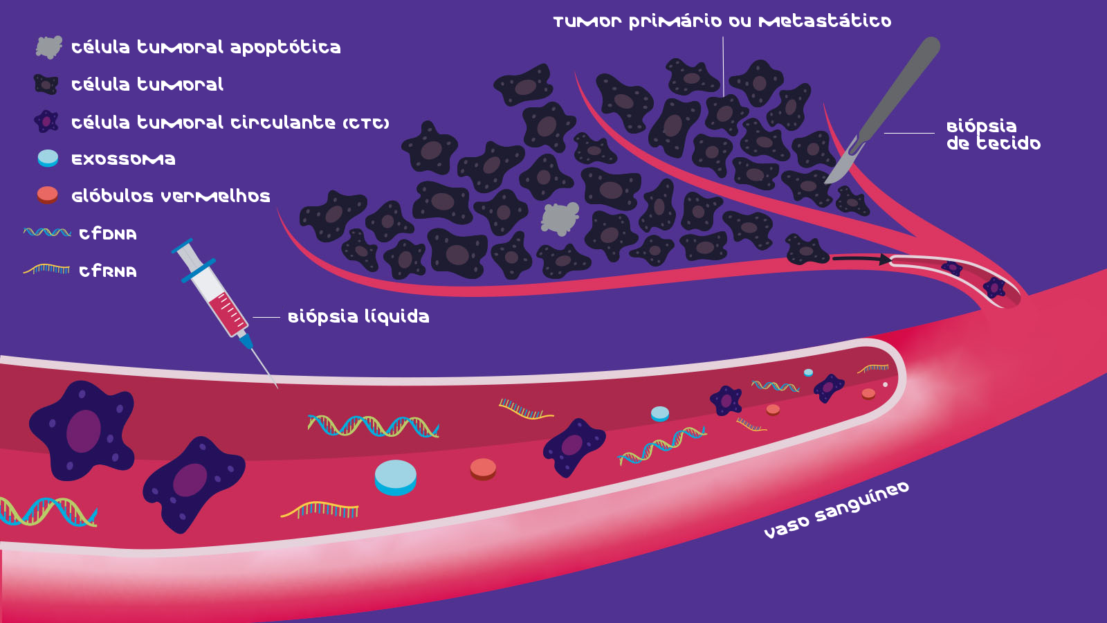 A traditional biopsy takes a sample of cells from a tumor, whereas a liquid biopsy takes a sample from body fluid – usually blood – and profiles the cell types within.^11^