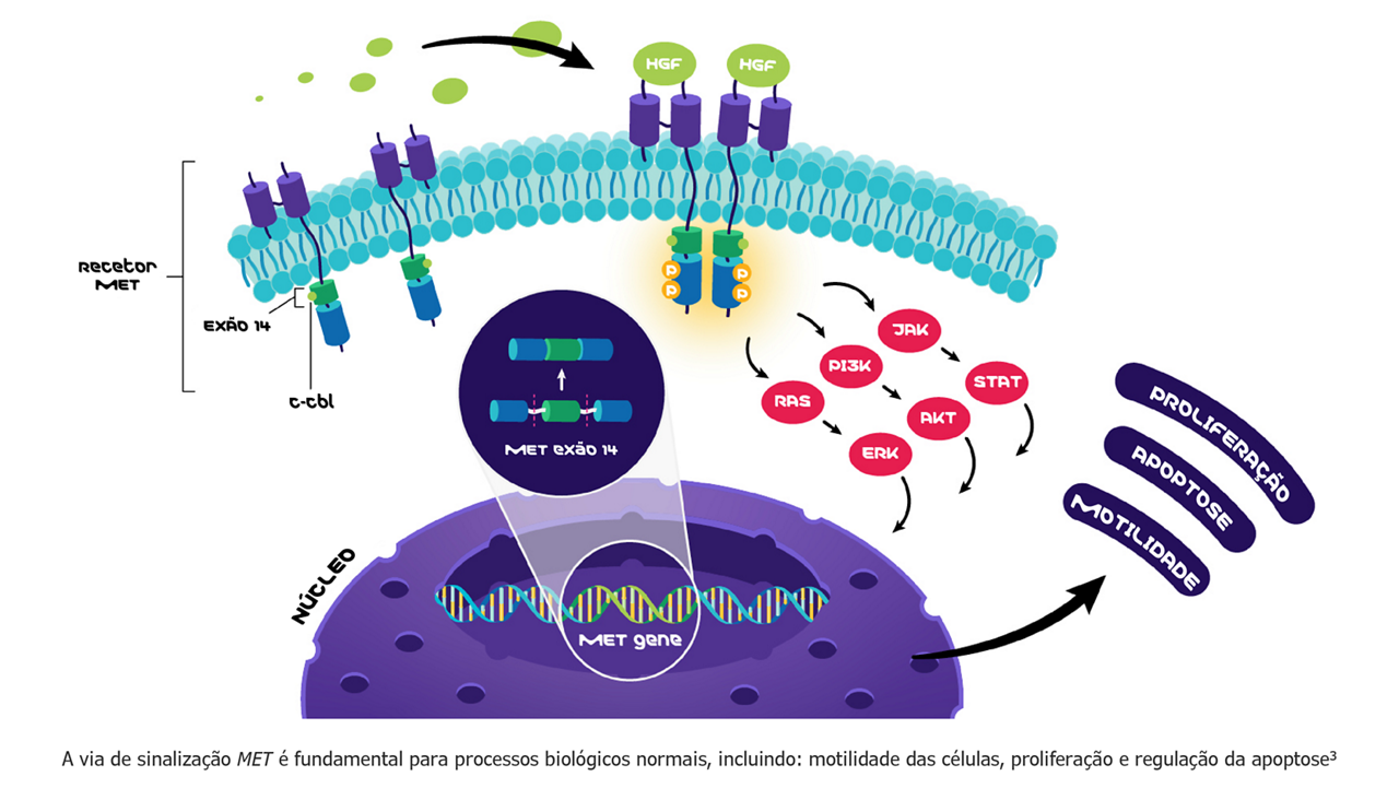 The MET pathway is key for normal biological processes including cell motility, proliferation and apoptosis regulation^3^